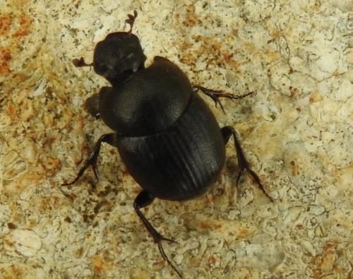Réf. 280 895 : Onthophagus sp.